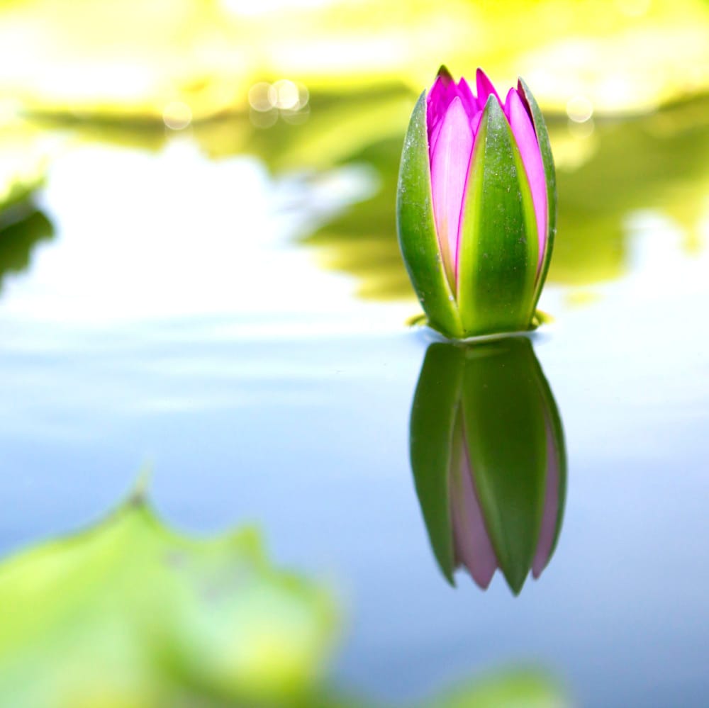 Lotus starting to bloom on a pond