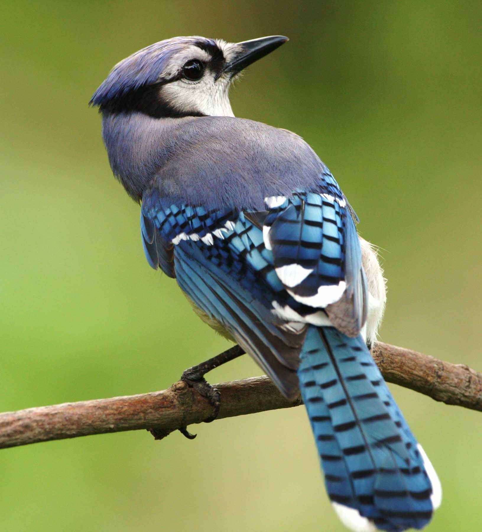 Blue Jay sitting on a branch