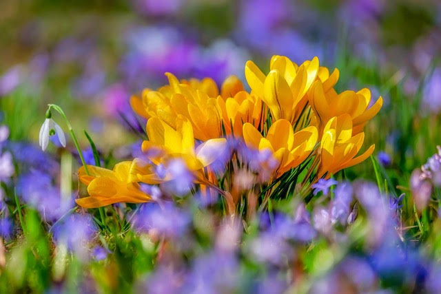 Golden flowers blooming in the spring